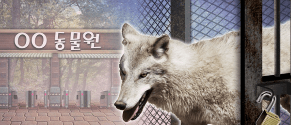 the wolf that escaped a Korean zoo viral story